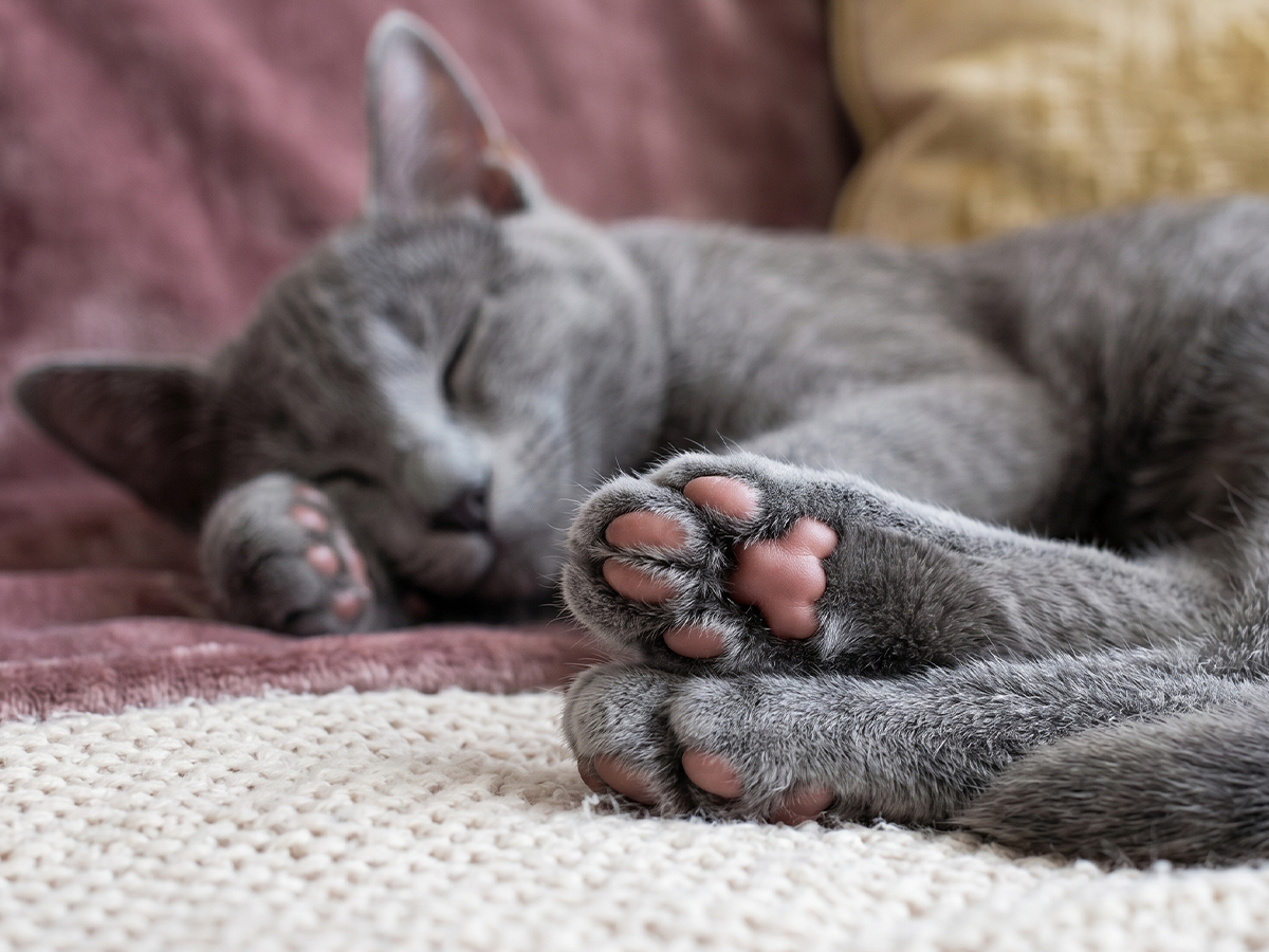 Whisper-quiet, even for scaredy-pets.